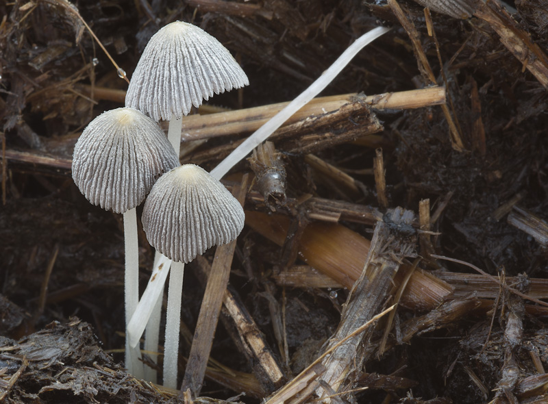 Coprinellus congregatus